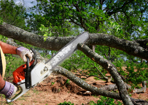 The Steps Involved in Our Tree Care Process in Quail Ridge, FL